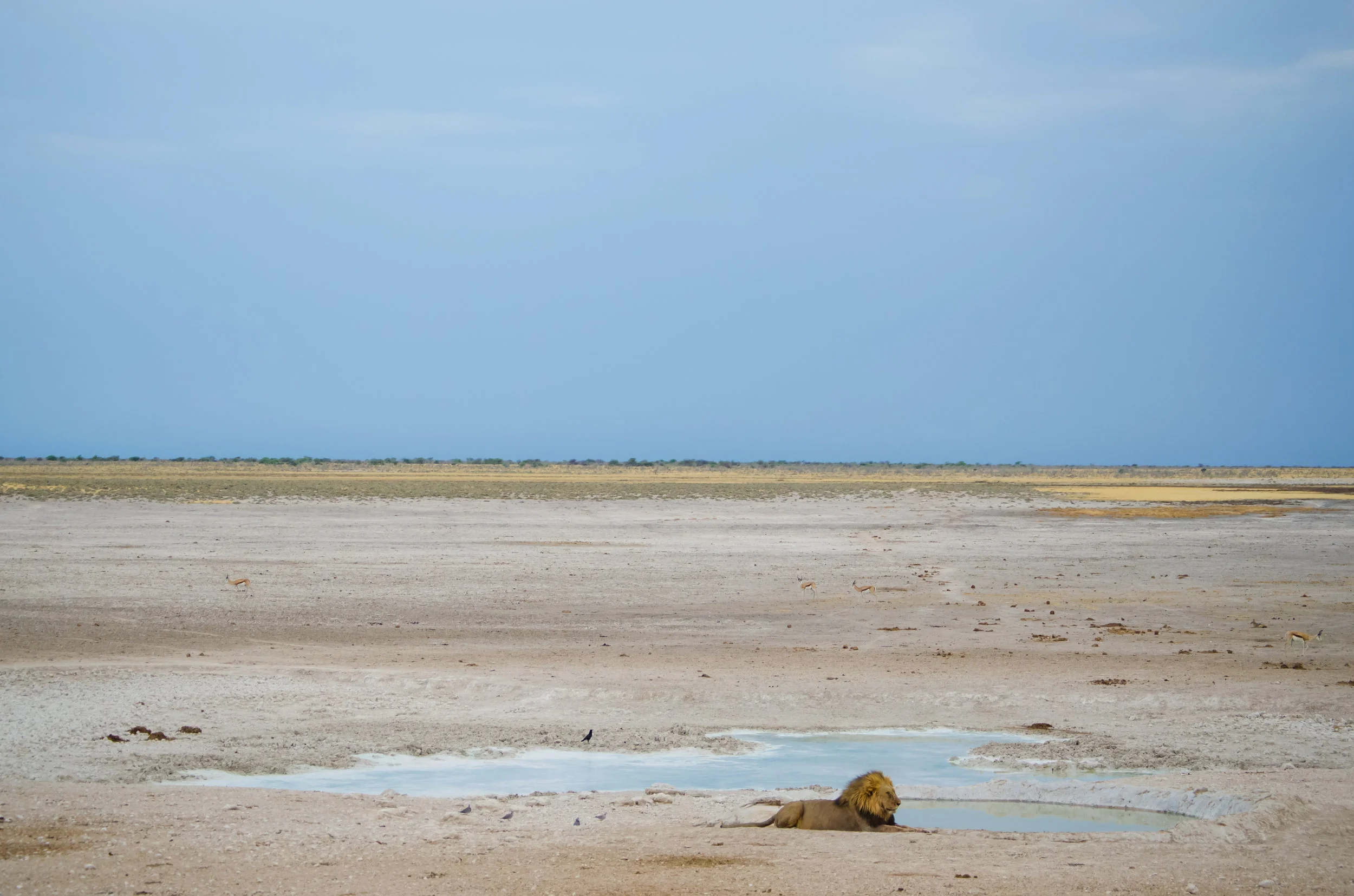 lion-water.jpg