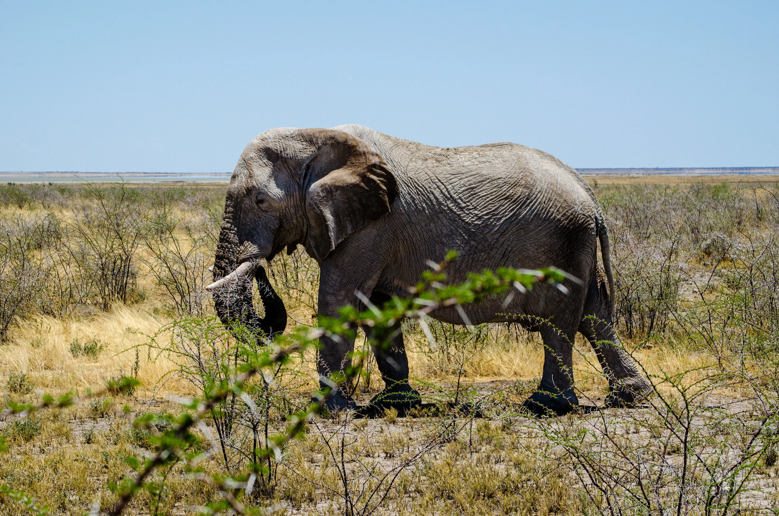 Africa-Card2-116.jpg