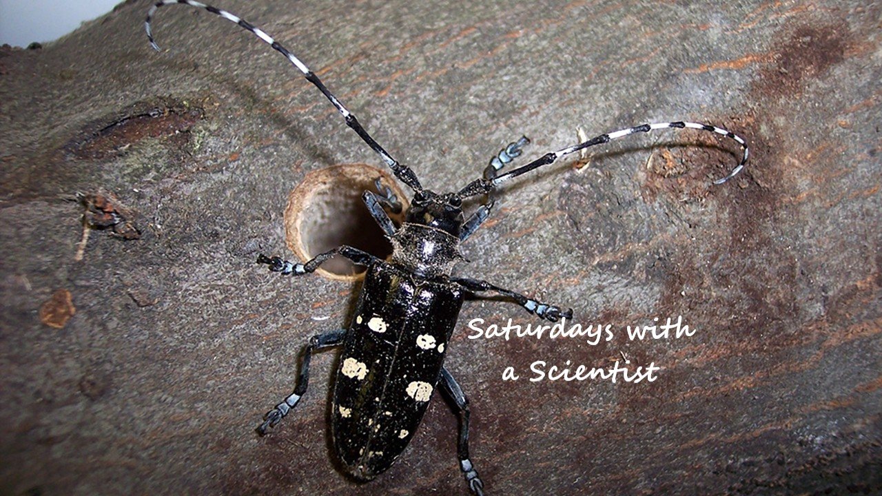 Saturdays with a Scientist - Asian Longhorned Beetles