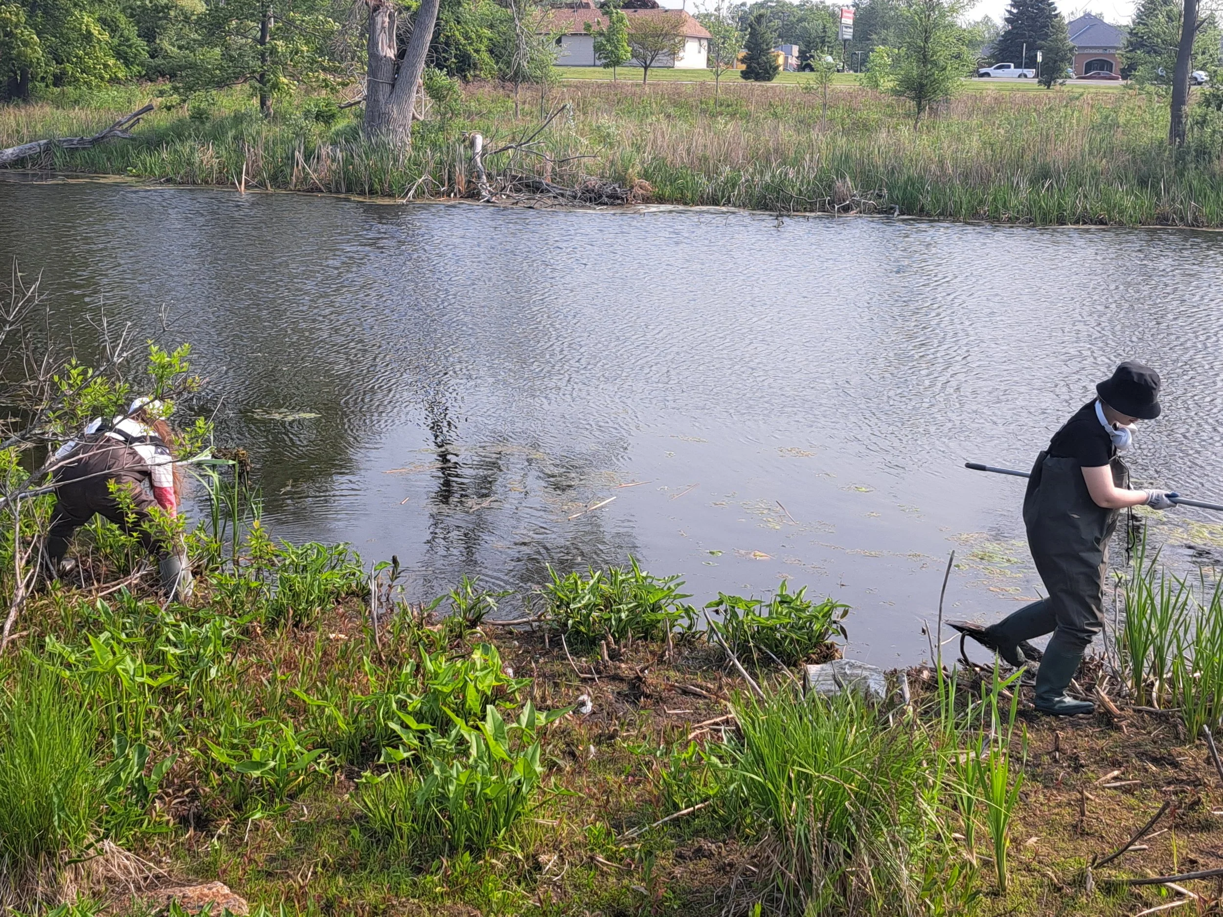 Volunteer European Frogbit Hand Pulling Event