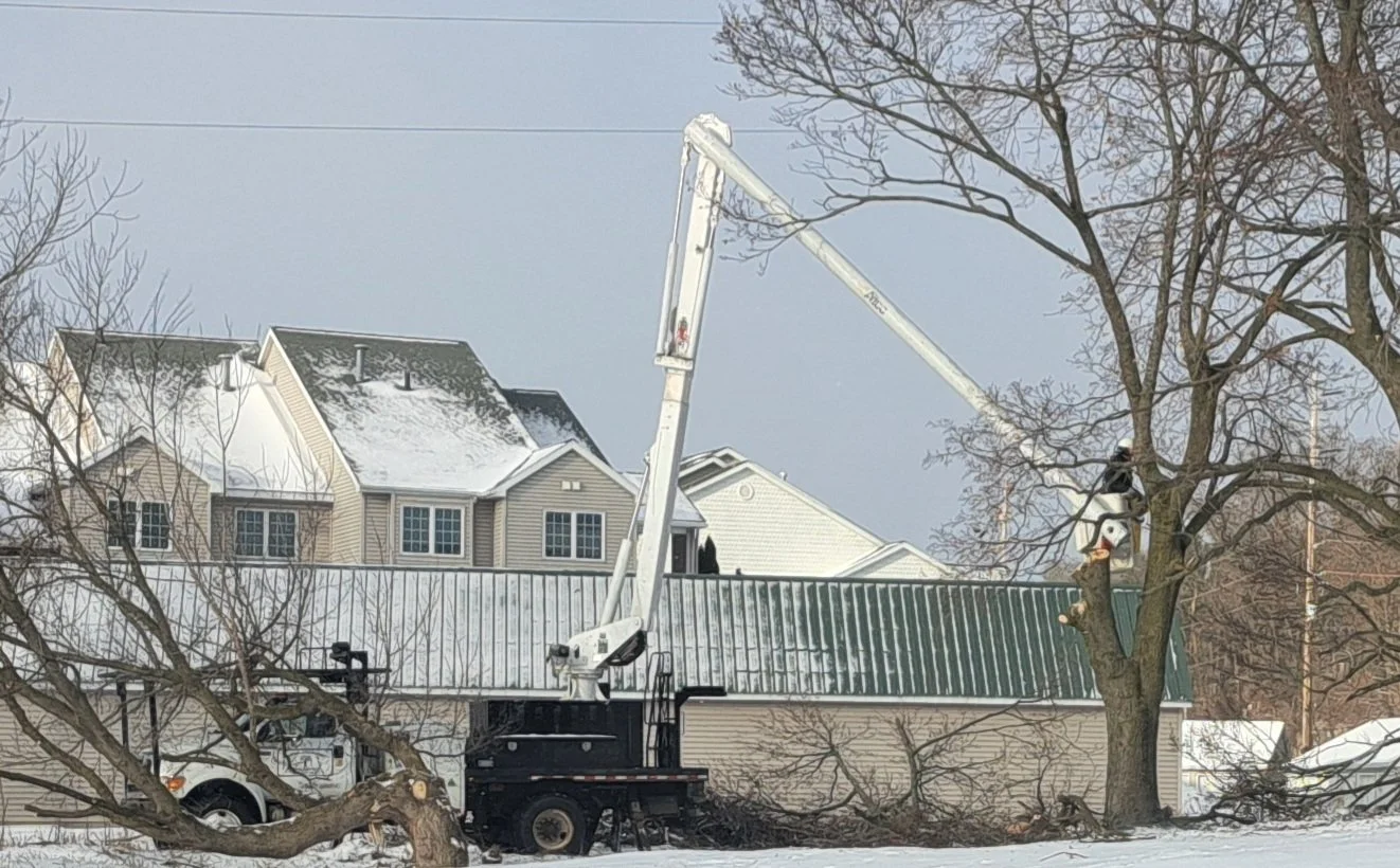 Microforest Tree Removal (2).jpg