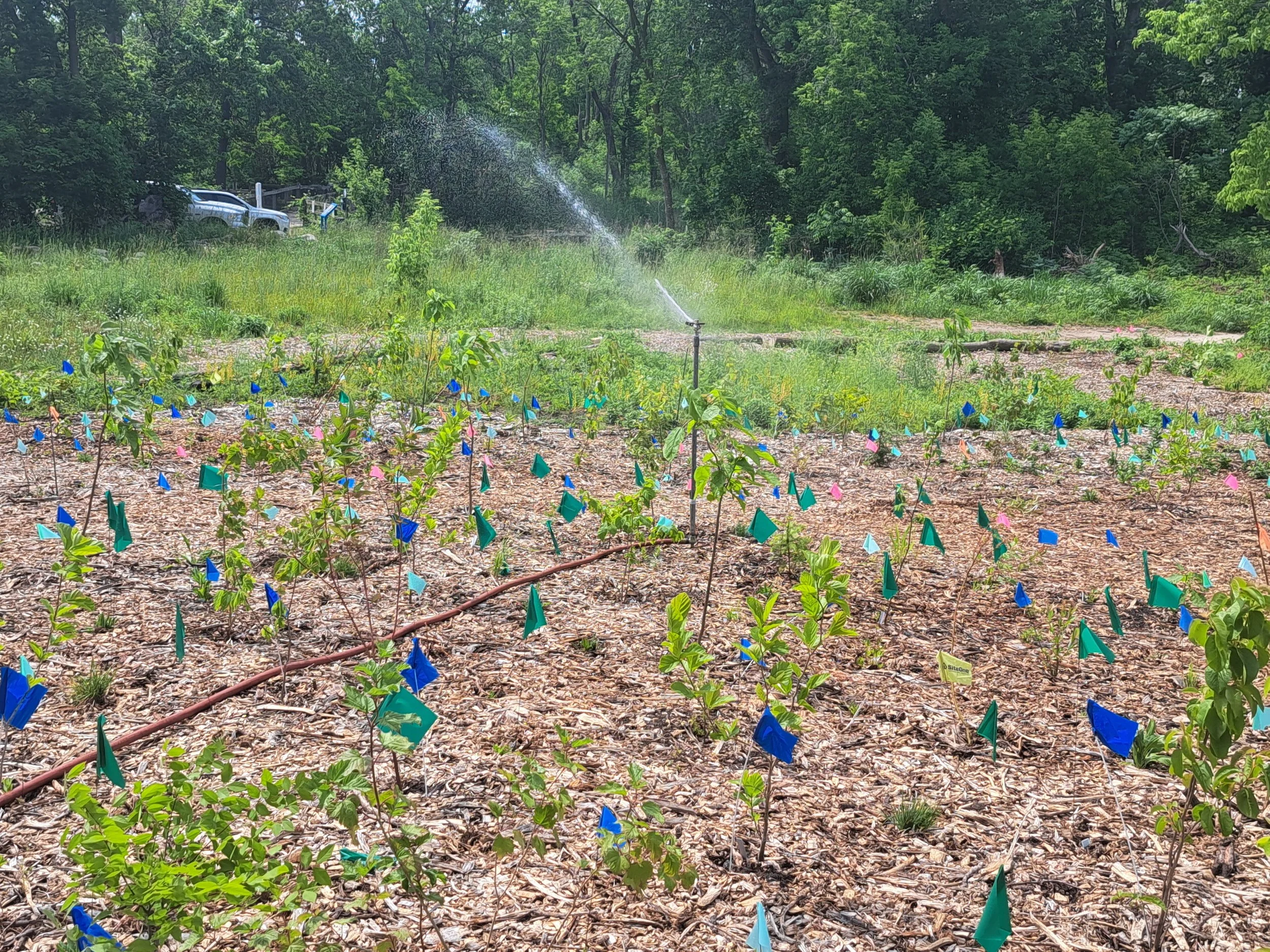 Microforest Irrigation 2026 (3).jpg