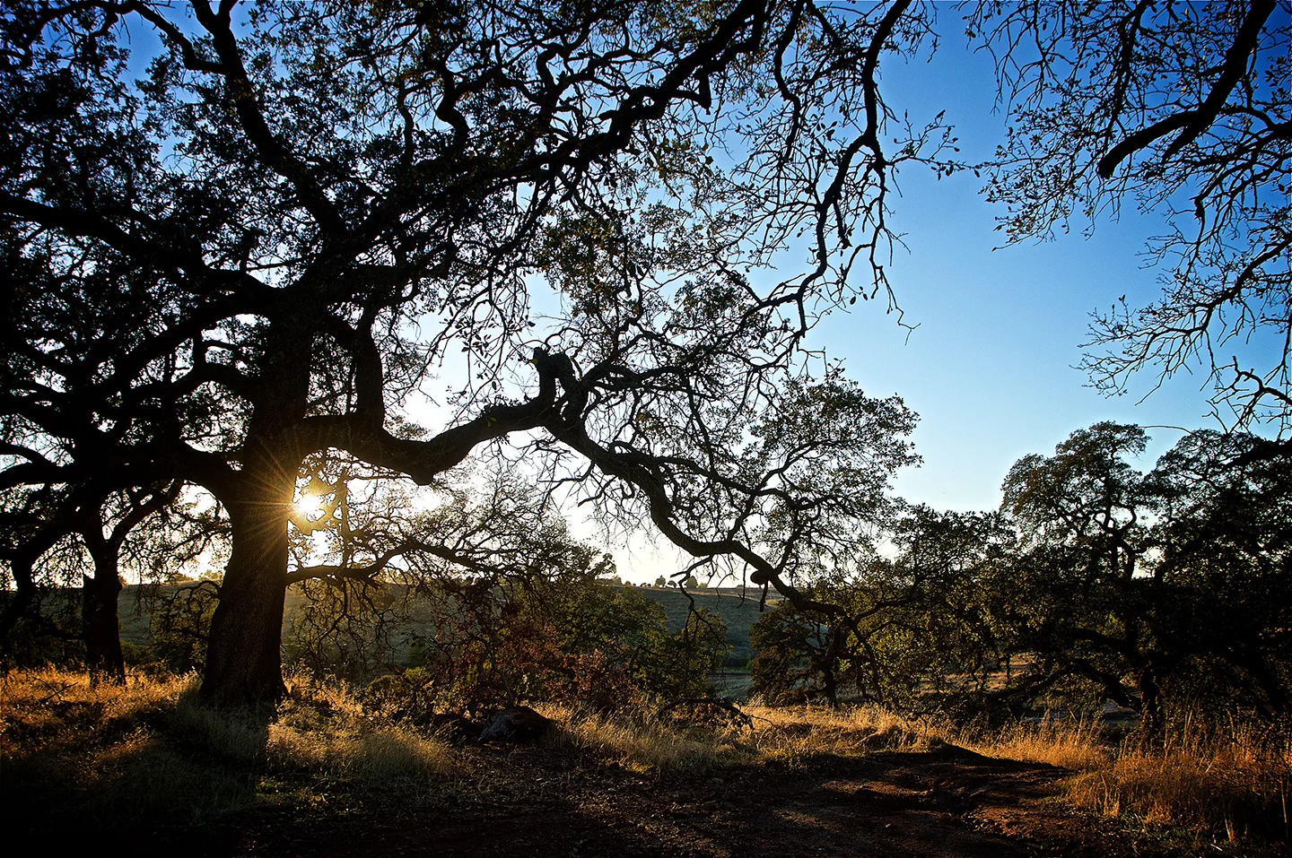 Sacramento / Prairie City — ATV Tours Rentals CA & TX Los Angeles San