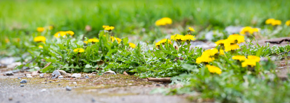 hard_surface_weed_control_colchester.jpg