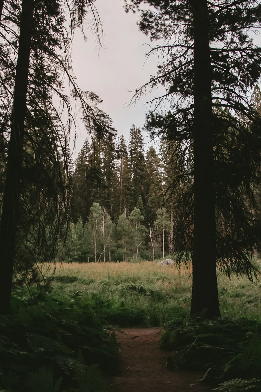 ACC-Sequoia-WebSize-1708070.jpg