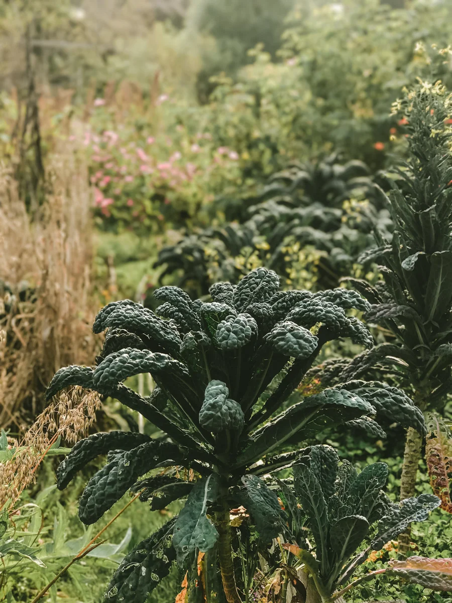 ACC-Mendocino-WebSize-1709074.jpg