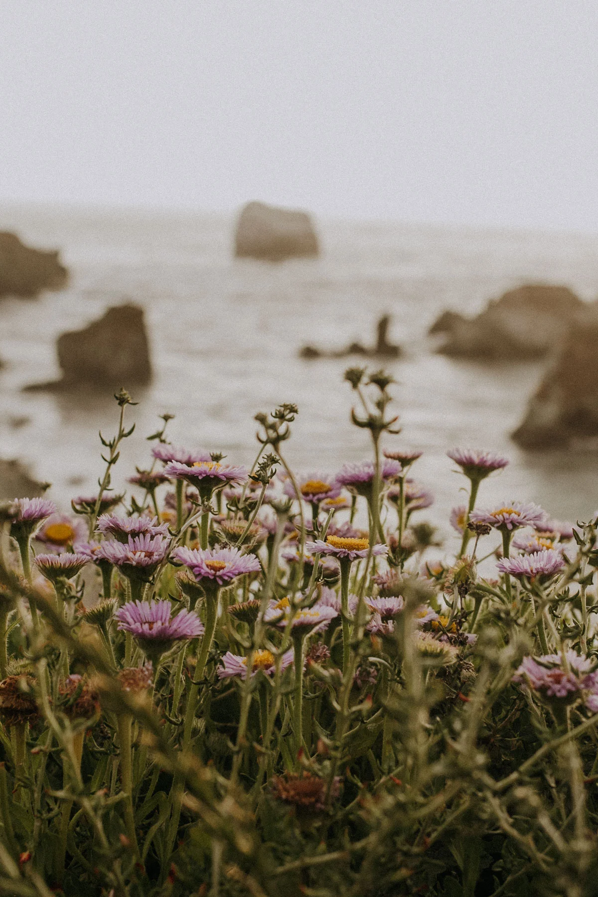 ACC-BigSur-WebSize-1805061.jpg