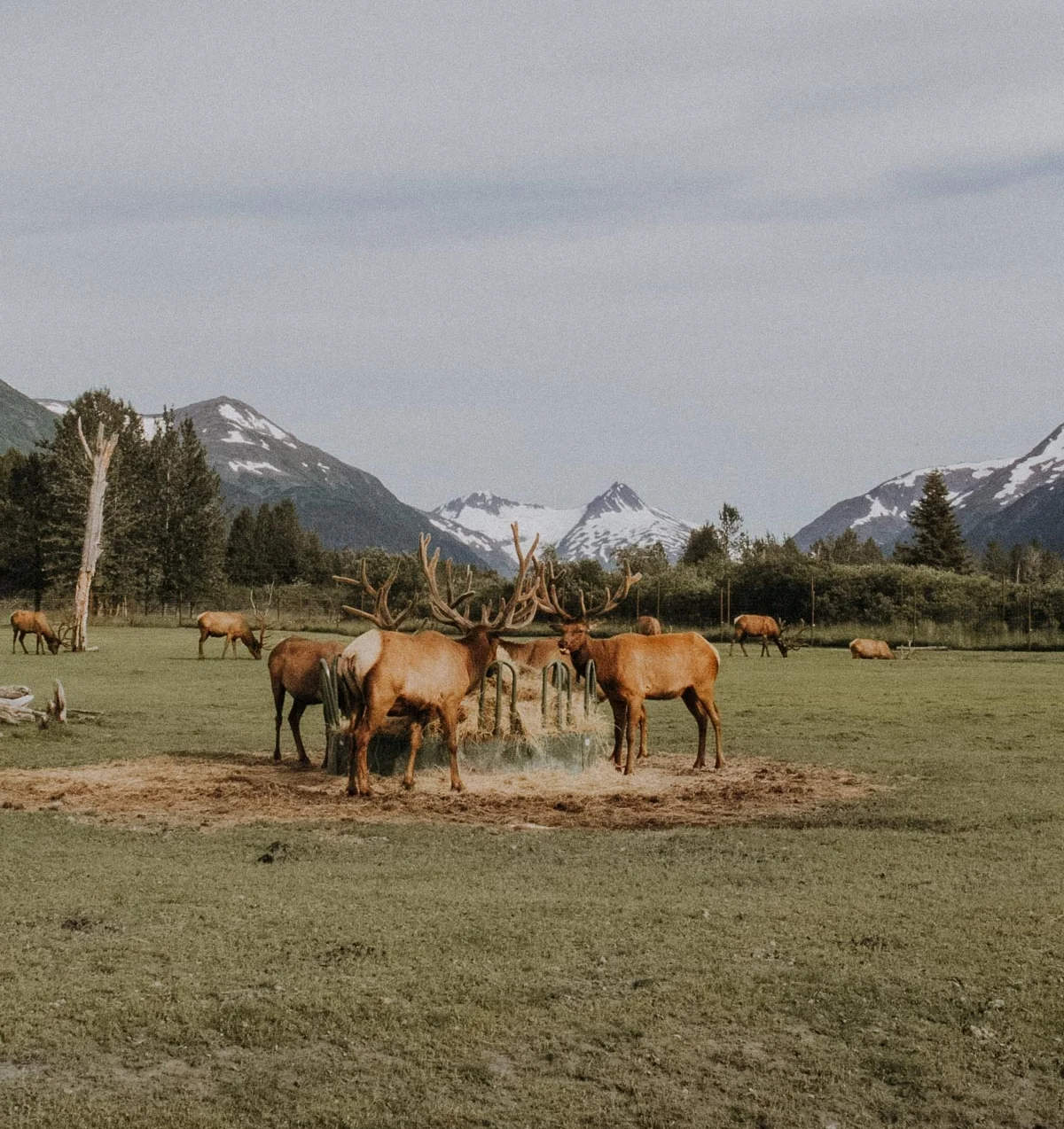 ACC-CanadaAlaskaSEA-WebSize-1807303.jpg