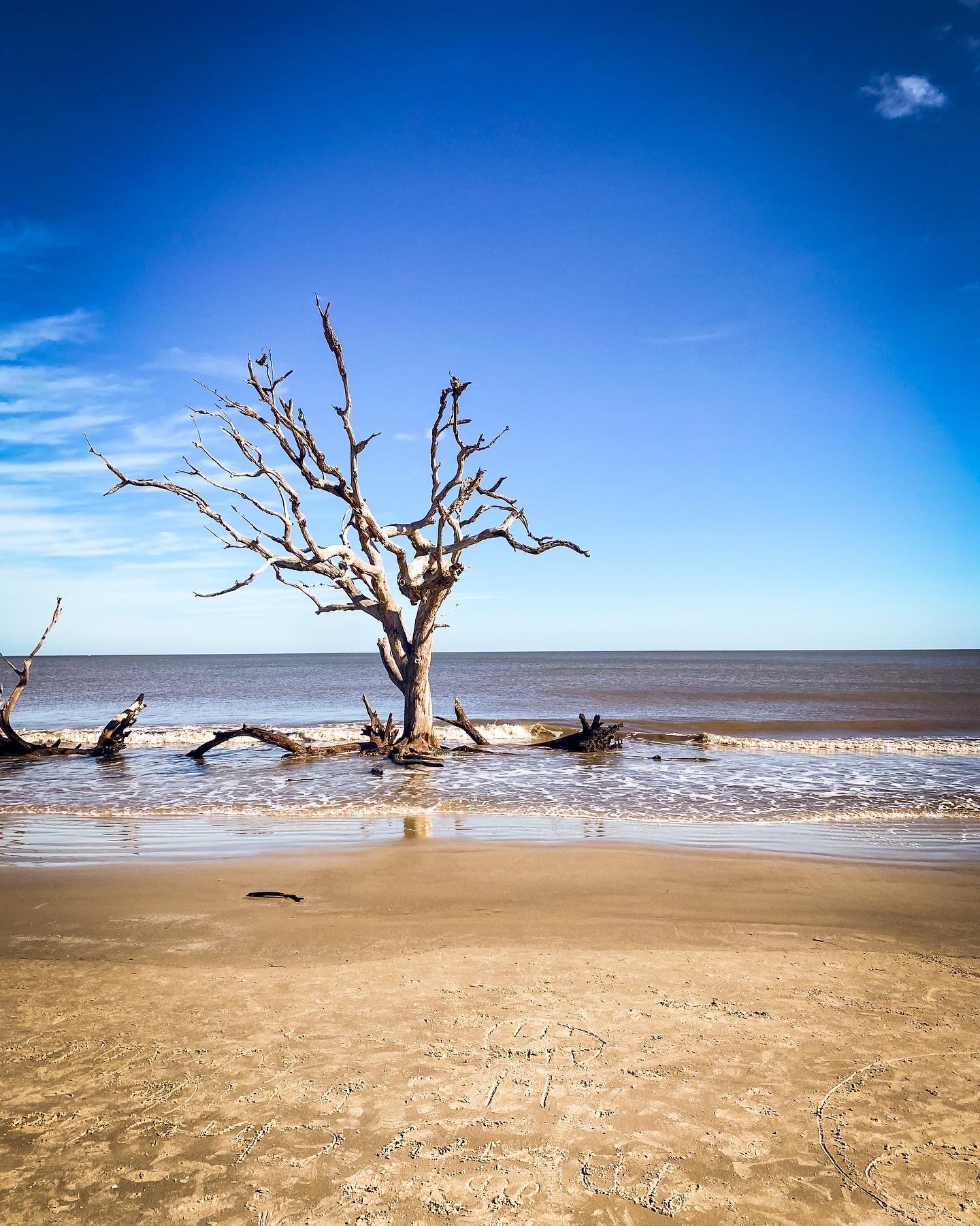Lone Tree, Jekyll Island, GA