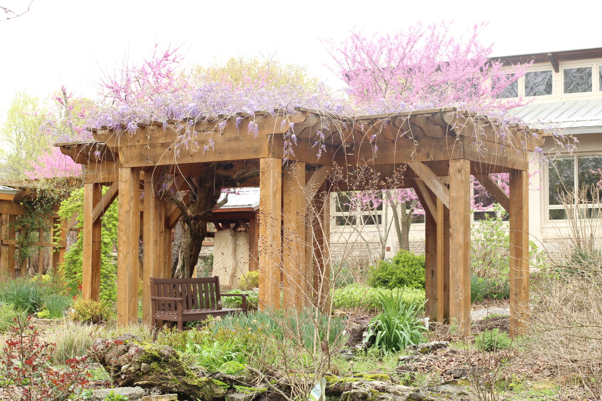 Wisterias in bloom in the prayer garden (Copy)