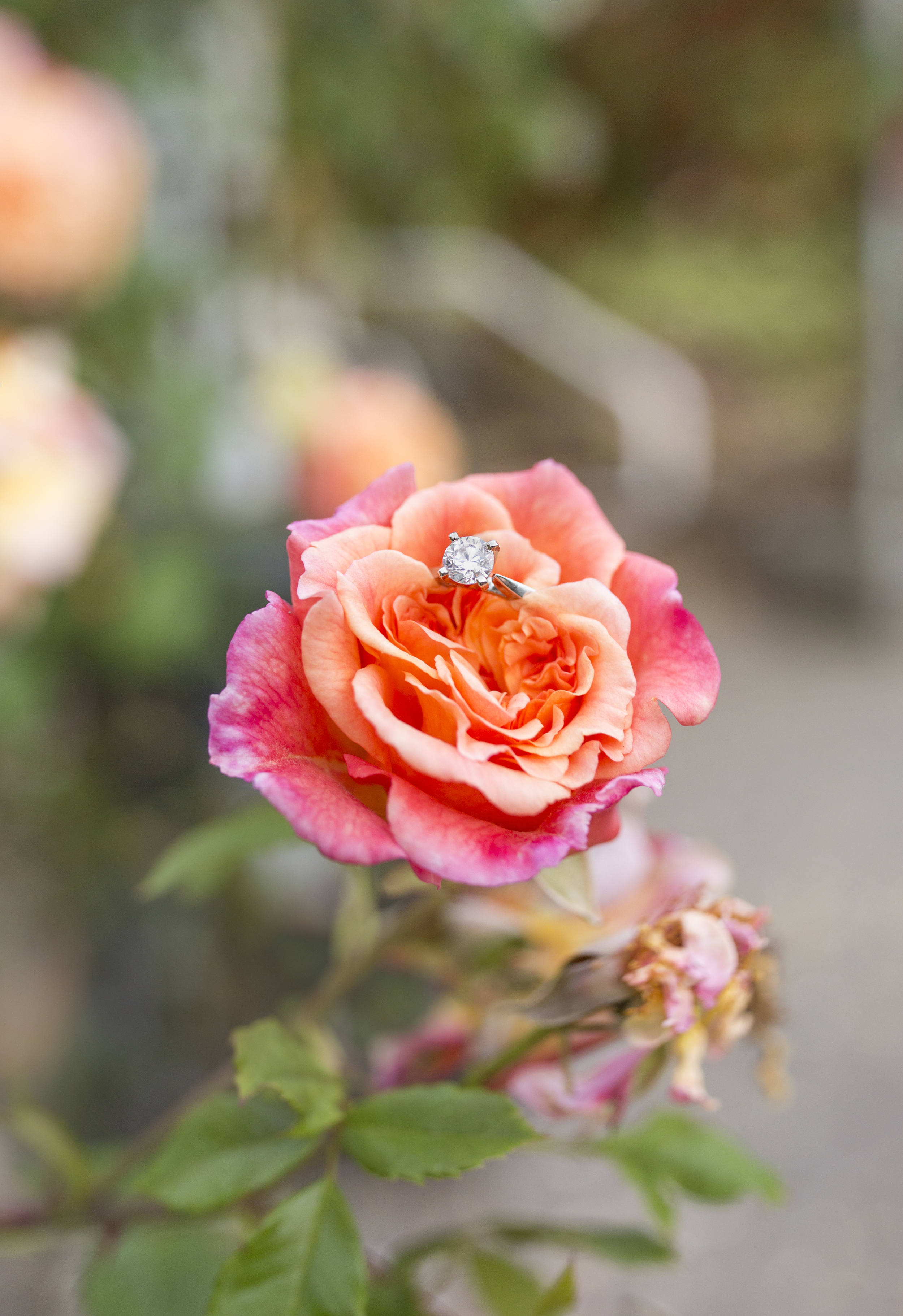 Shadi's beautiful Engagement Ring 