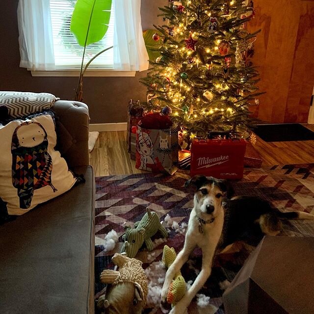 New meaning to &lsquo;opening&rsquo; Christmas presents. #happyhound #pupsofinstagram