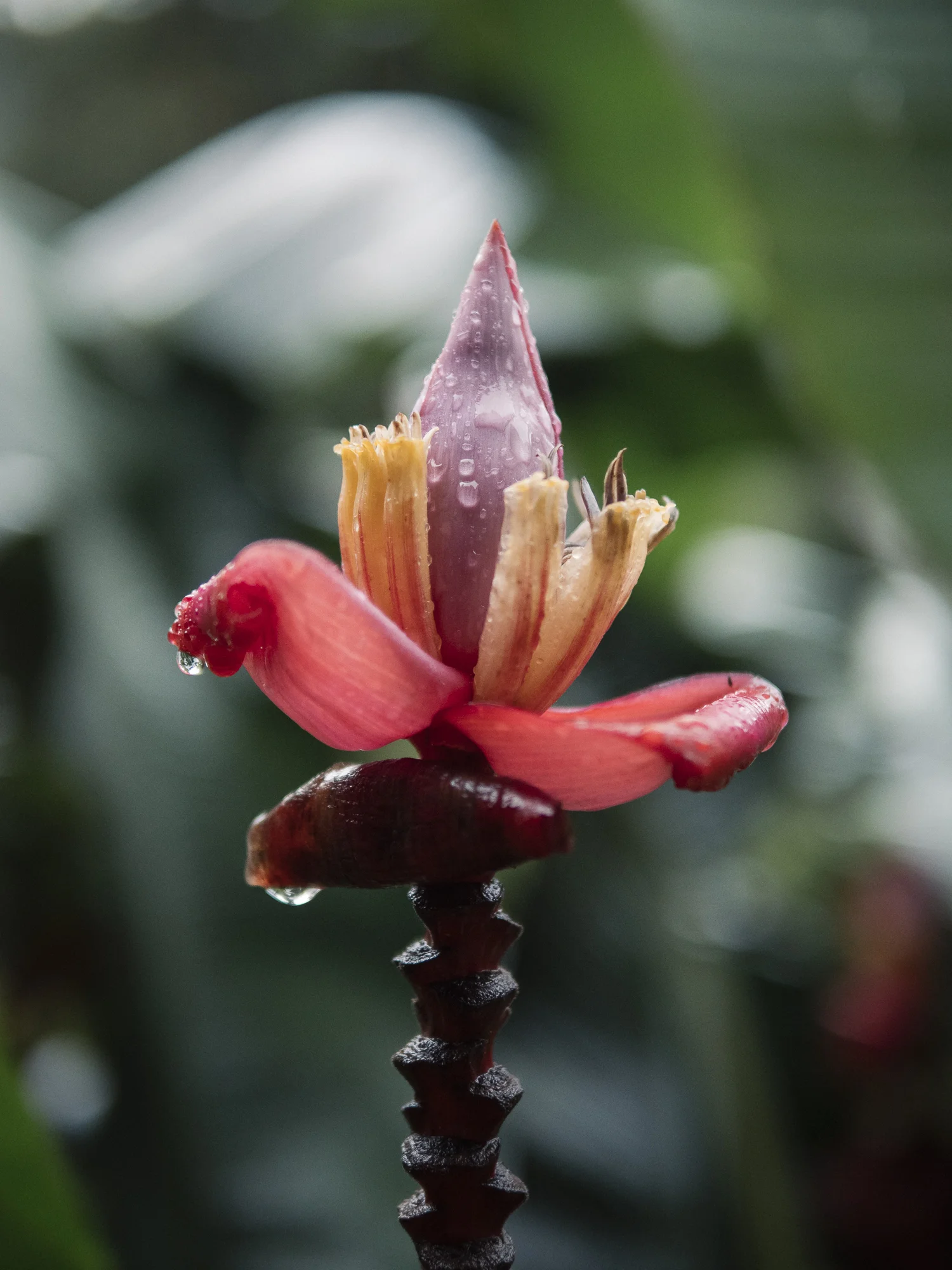 costa_rica_day_2_071.jpg