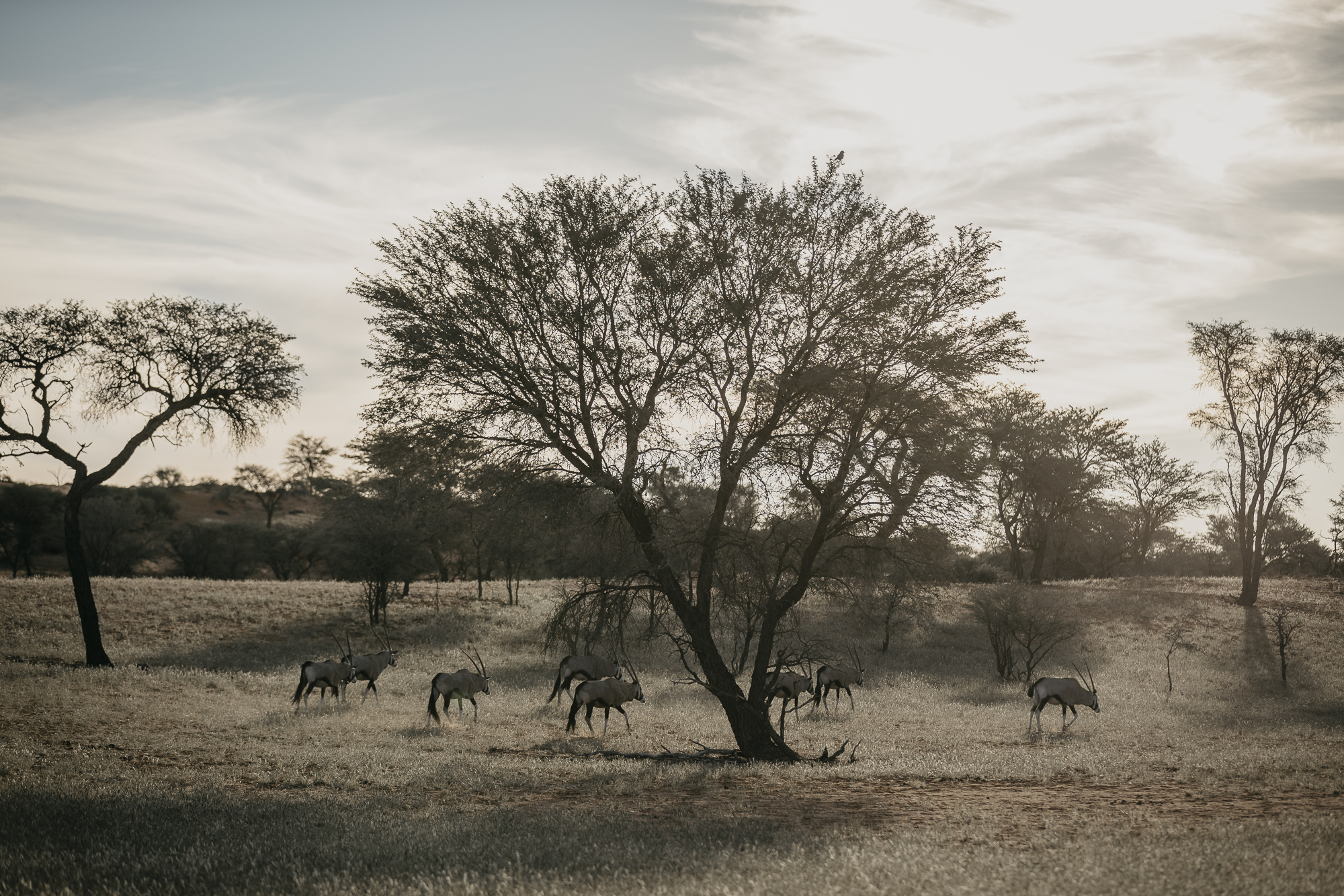 061518_Namibia_PIXd2camF_00158.jpg