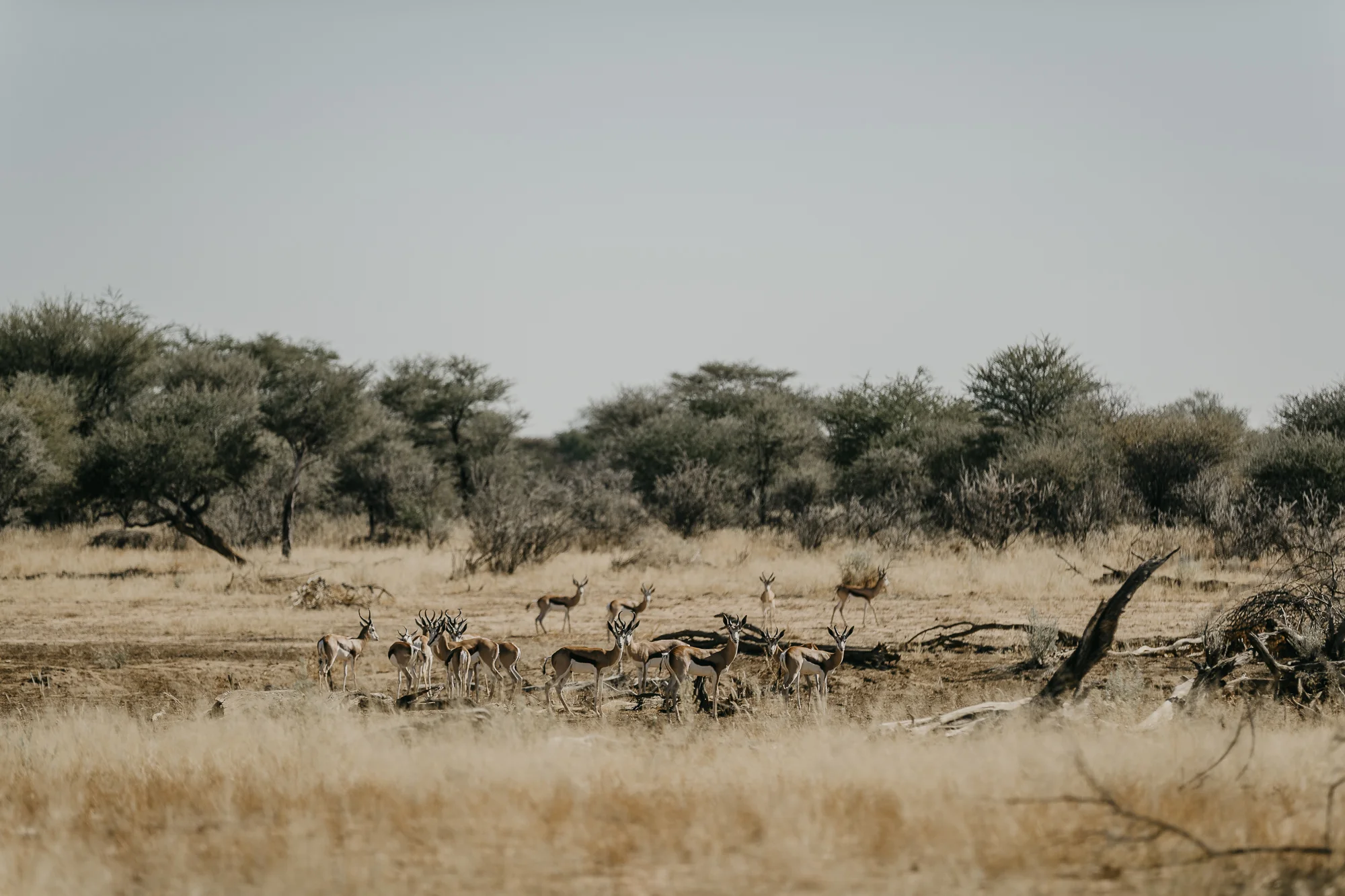 062118_NAMIBIA-pDay8_camF_0454.jpg