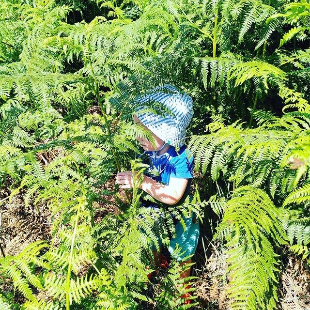 Looking for dinosaurs in the ferns with birthday boy 💙
How are you 2 already 
#birthdayboy #sunshine #adventurer #andysdinosauradventures