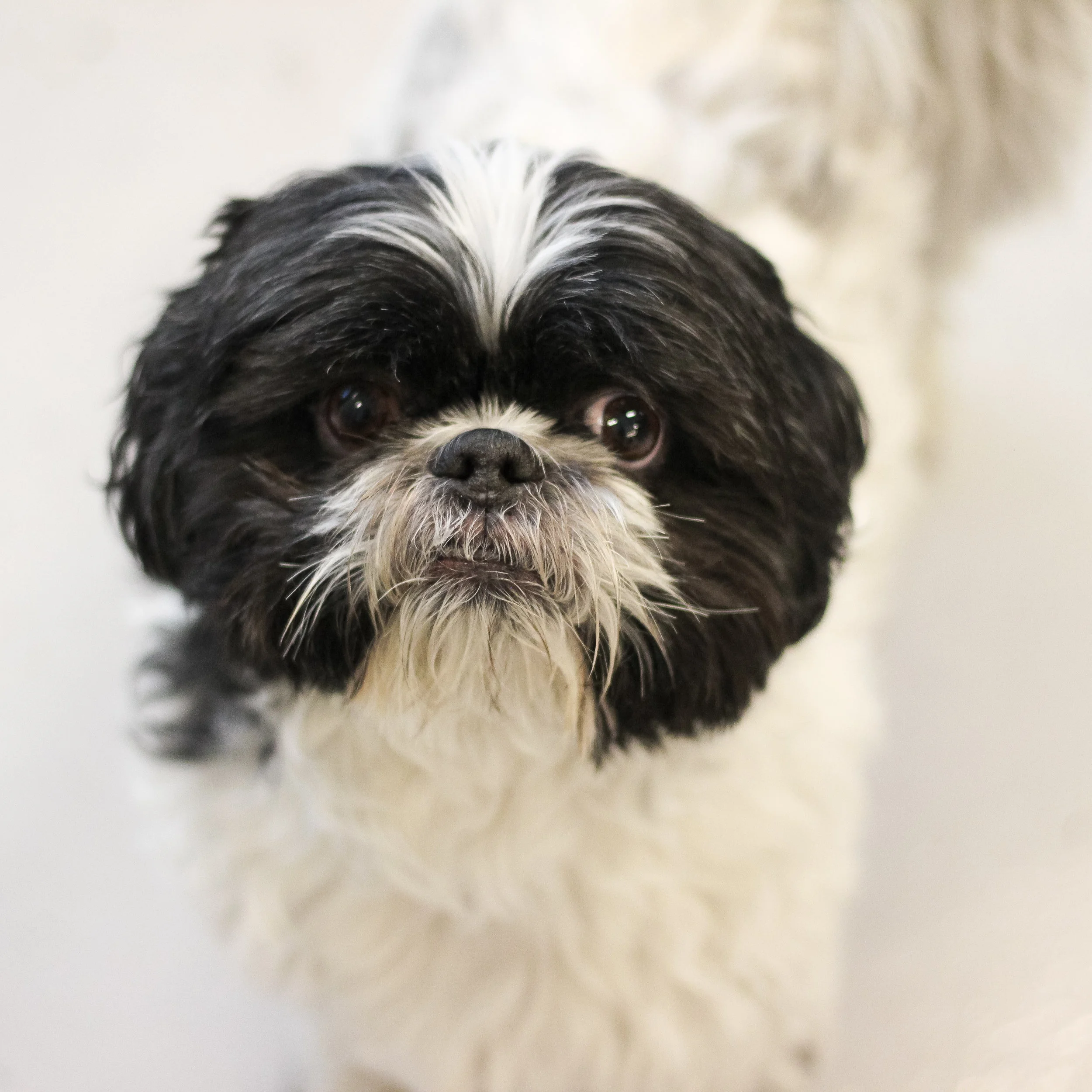 Joyce’s shih tzu Cookie often keeps her company while she works in studio.
