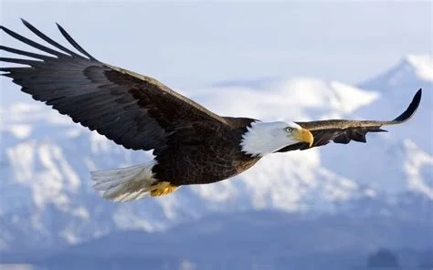 Radically Different Notions of Freedom on Left and Right
