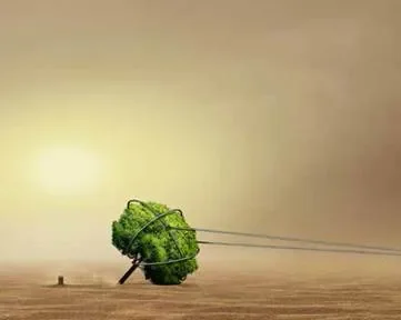 Missing The Trees For The Forest