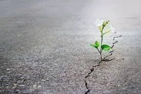 A Grounded Hope For The Future