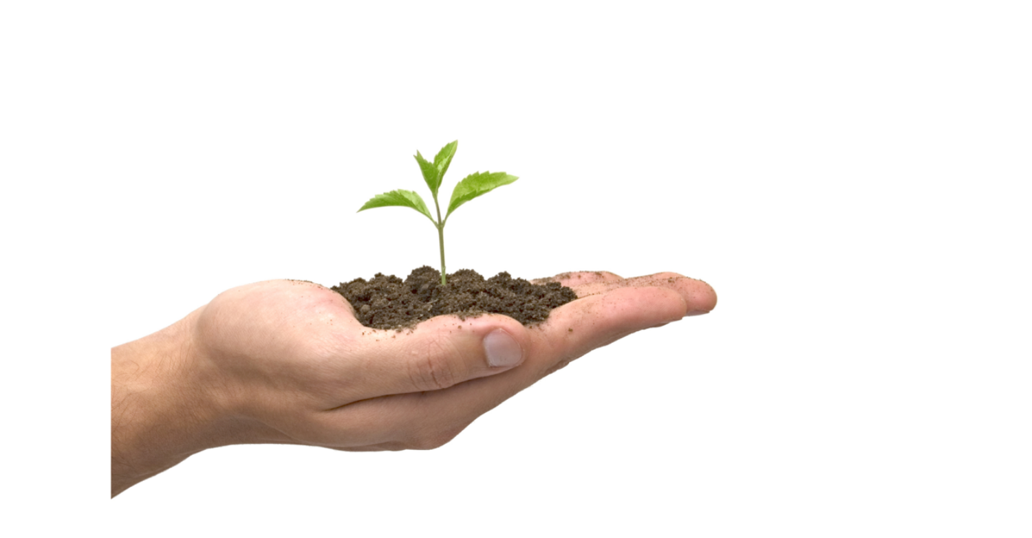 seed growing in hand.png