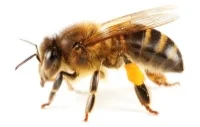 the-honey-bee.jpg