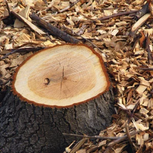 Brush, stump, large tree chunk, yard materials
