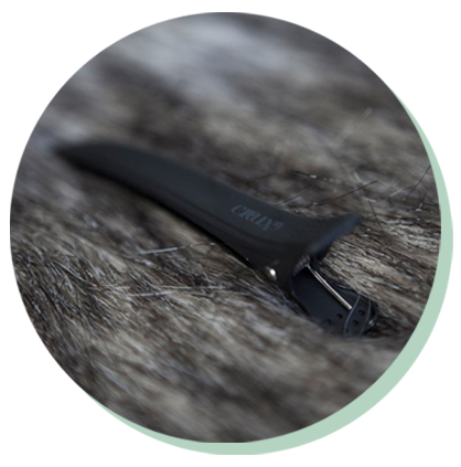 cruxe clips.png