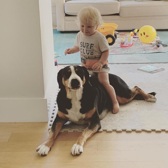 A boy and his horse I mean dog. 
#swissy #summitt #bestdogever
#dogsofinstagram