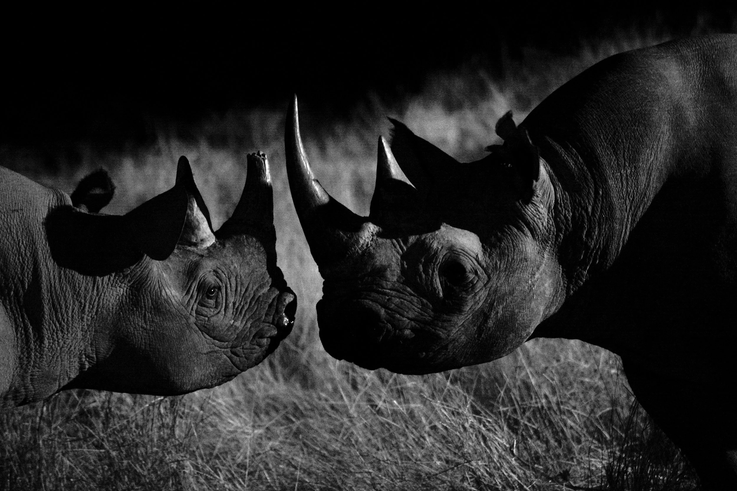 Rare black rhino encounter.JPG