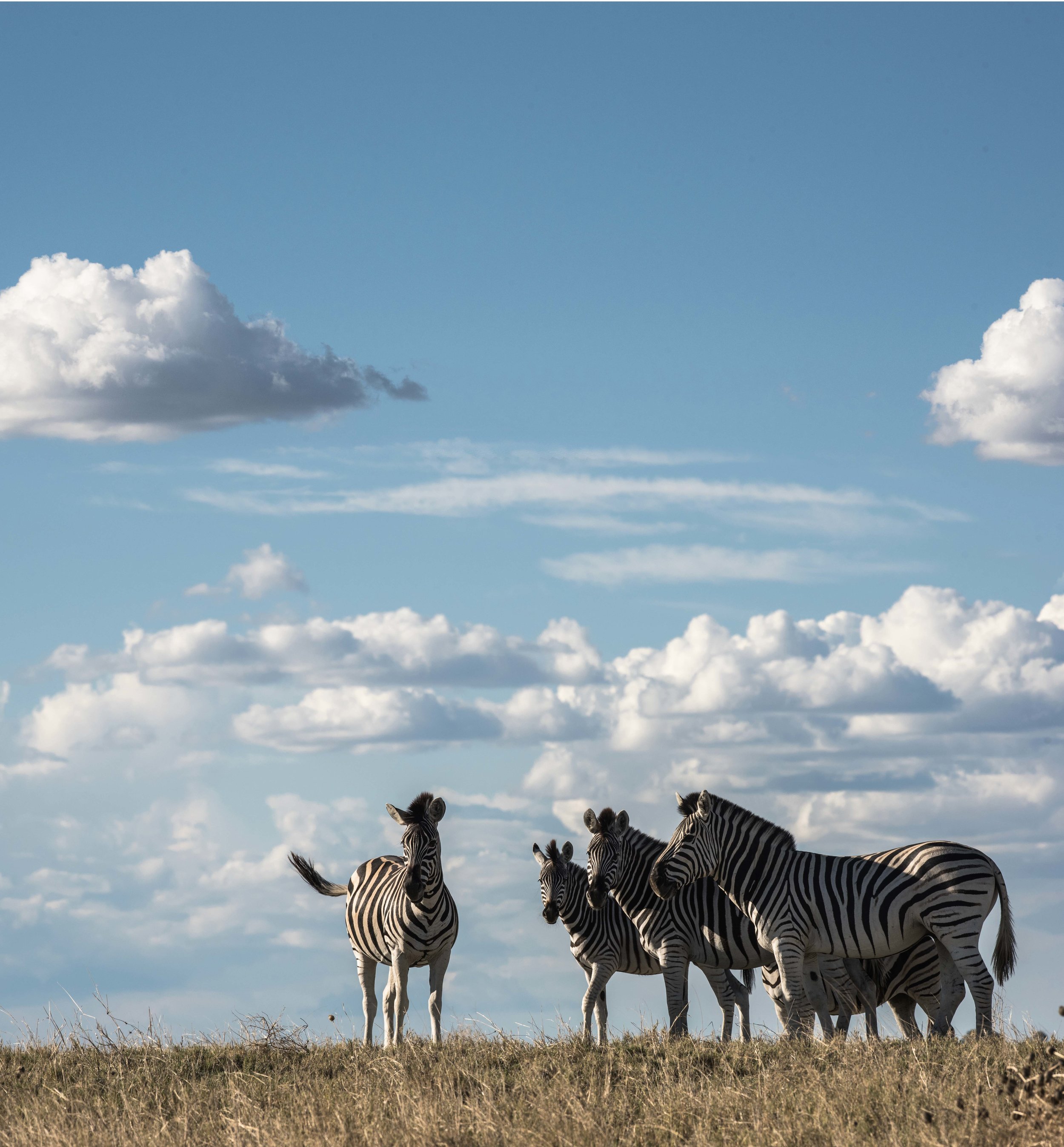 makgadikgadizebra-2.jpg