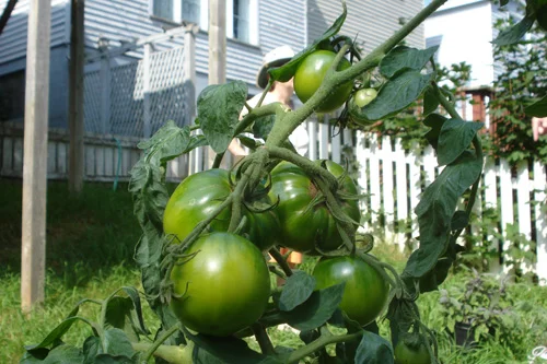 Confessions of a First Time Gardener