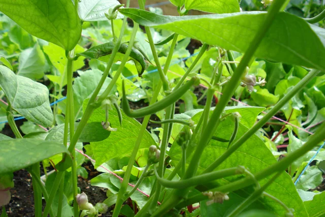 A Thriving Back Yard Garden