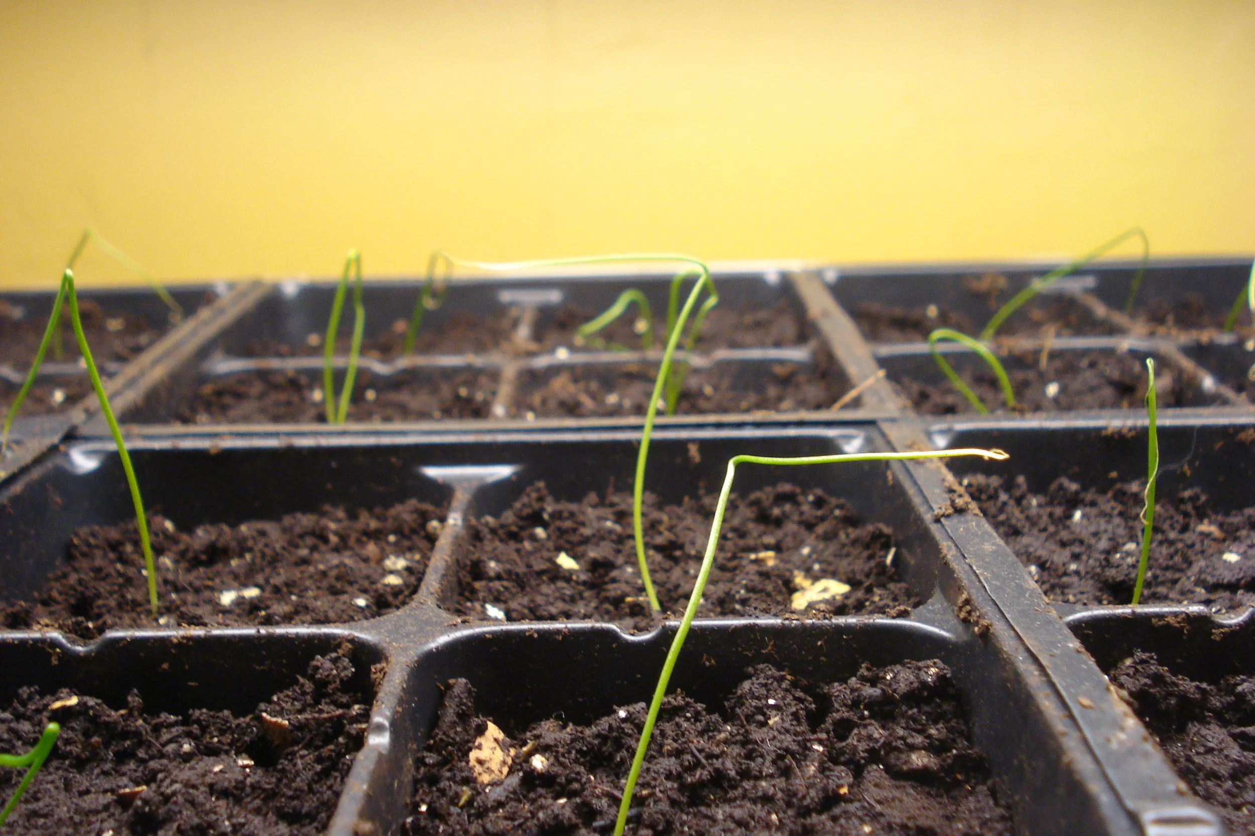 ’Tis the season to be seeding...