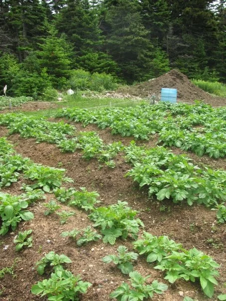 RCR! putting down online roots