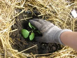 What are your plans for the growing season?