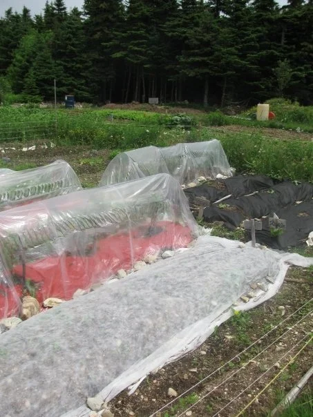 Opportunity for Community Gardeners