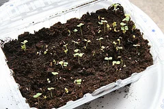 How Are Things Growing - April Edition