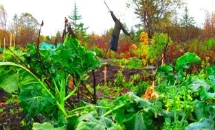 Vegetable Gardening Workshop in Corner Brook