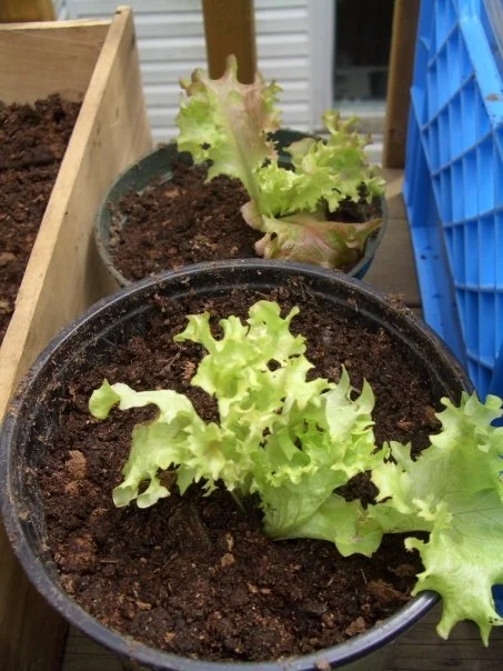 3rd Annual Spring FEASt Fest