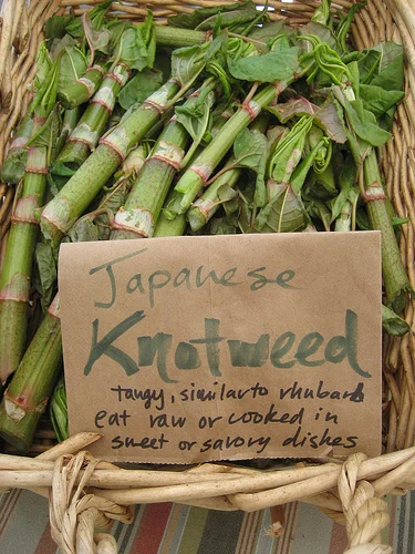 Tasty Invasives Food First Nl