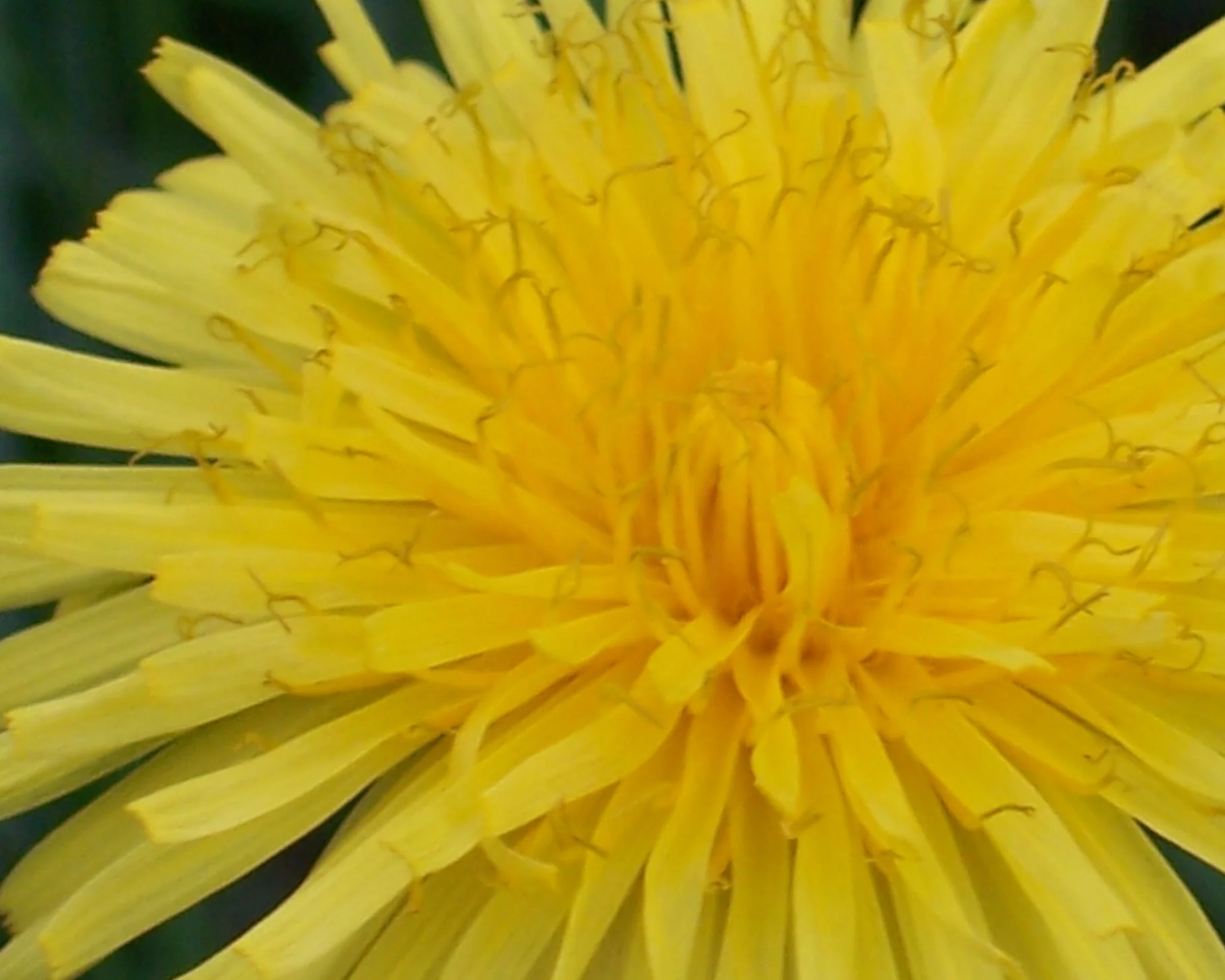 Versatile Dandelions