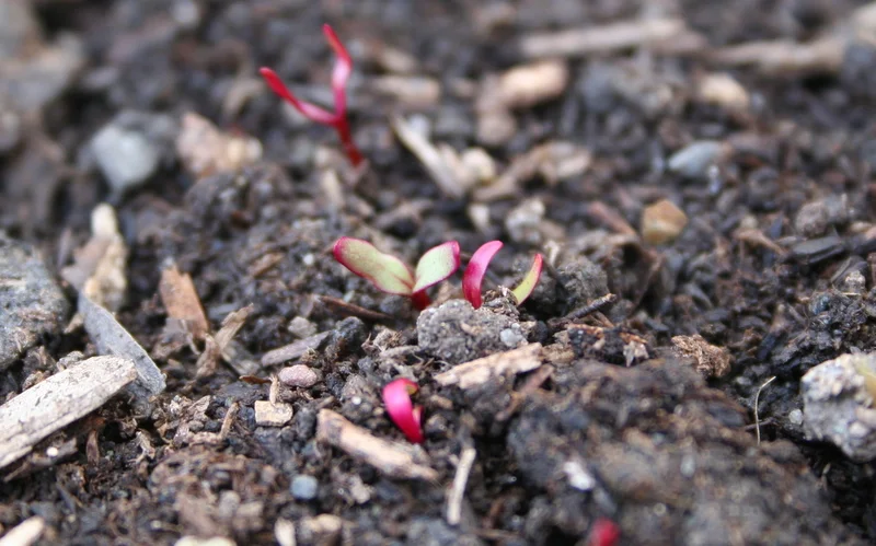 Hello, and welcome to my back yard!