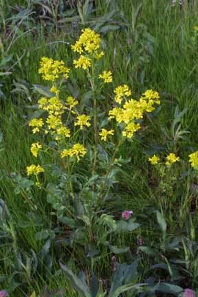 Wintercress: Year Round Wild Edible