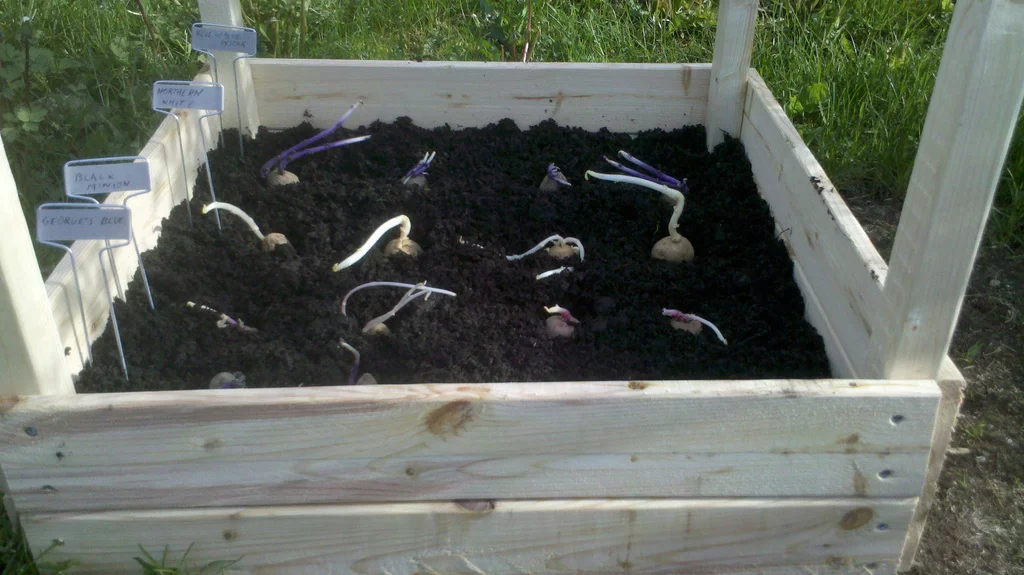 Good Things In The Ground