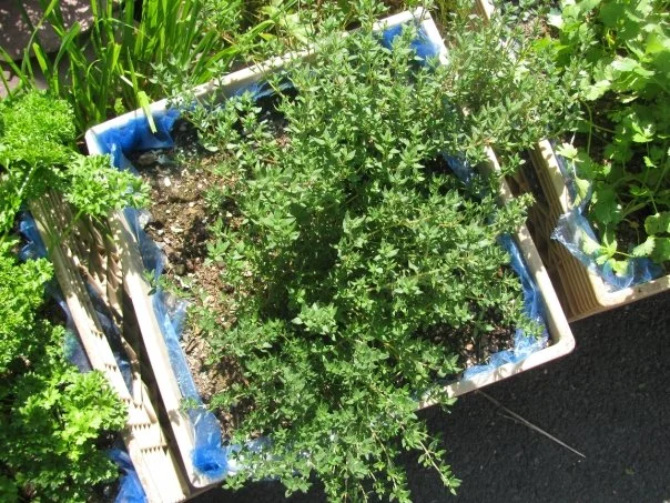 Perennial Herbs