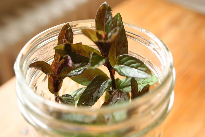 Livin' the dream: the one-year challenge