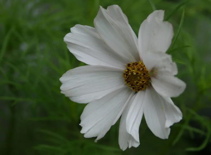 Downtown Dirt end-of-July update