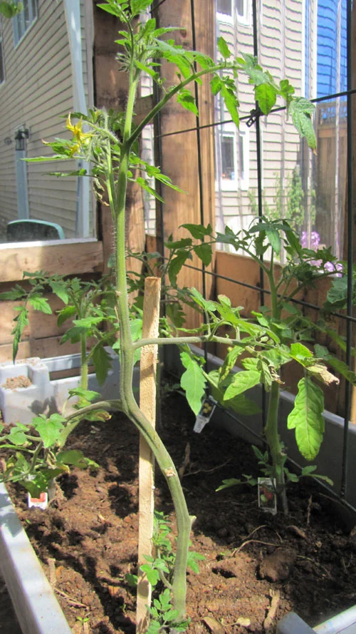 New Greenhouse Photo Essay