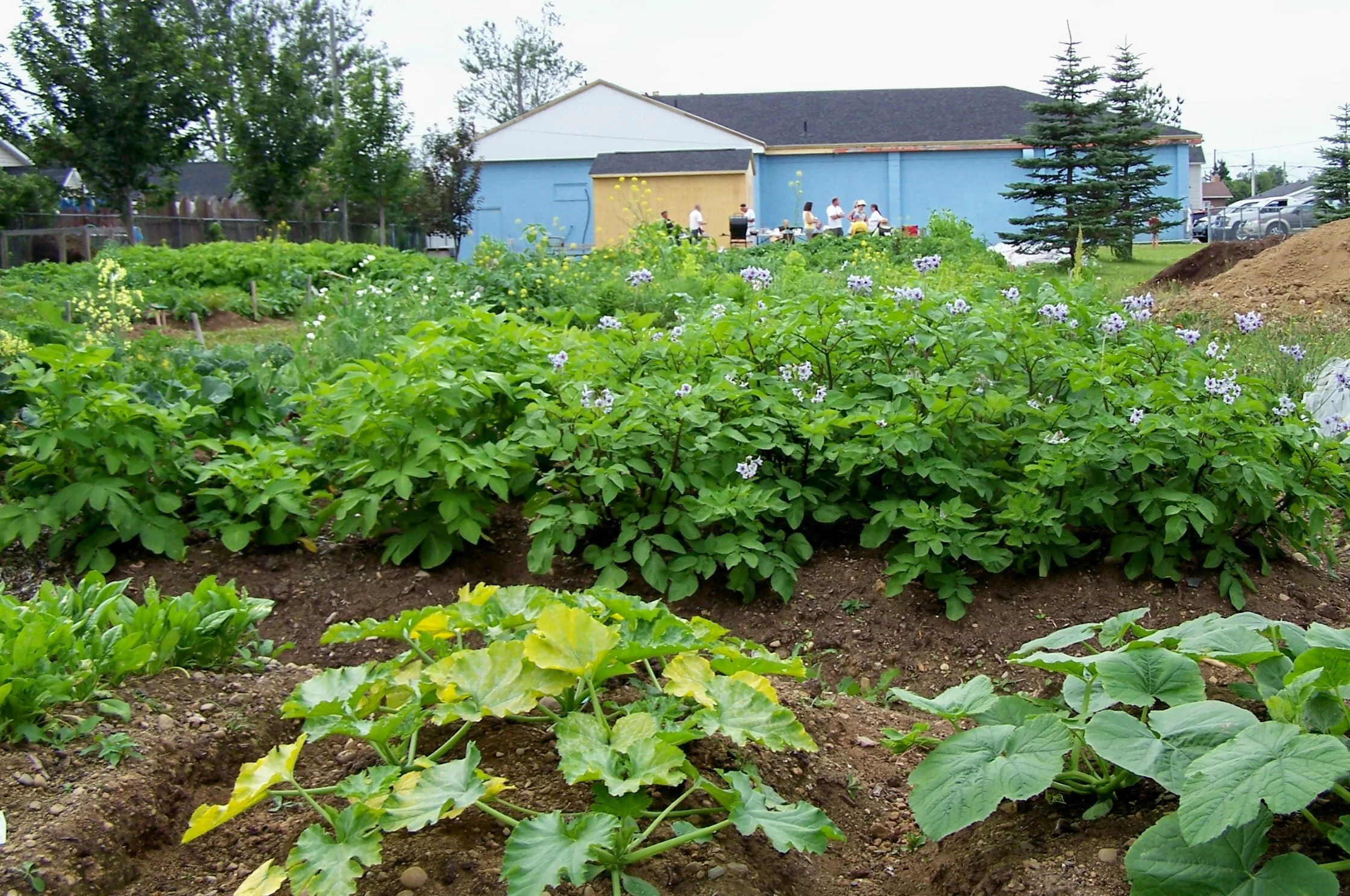 Community garden and market flourishing in Stephenville